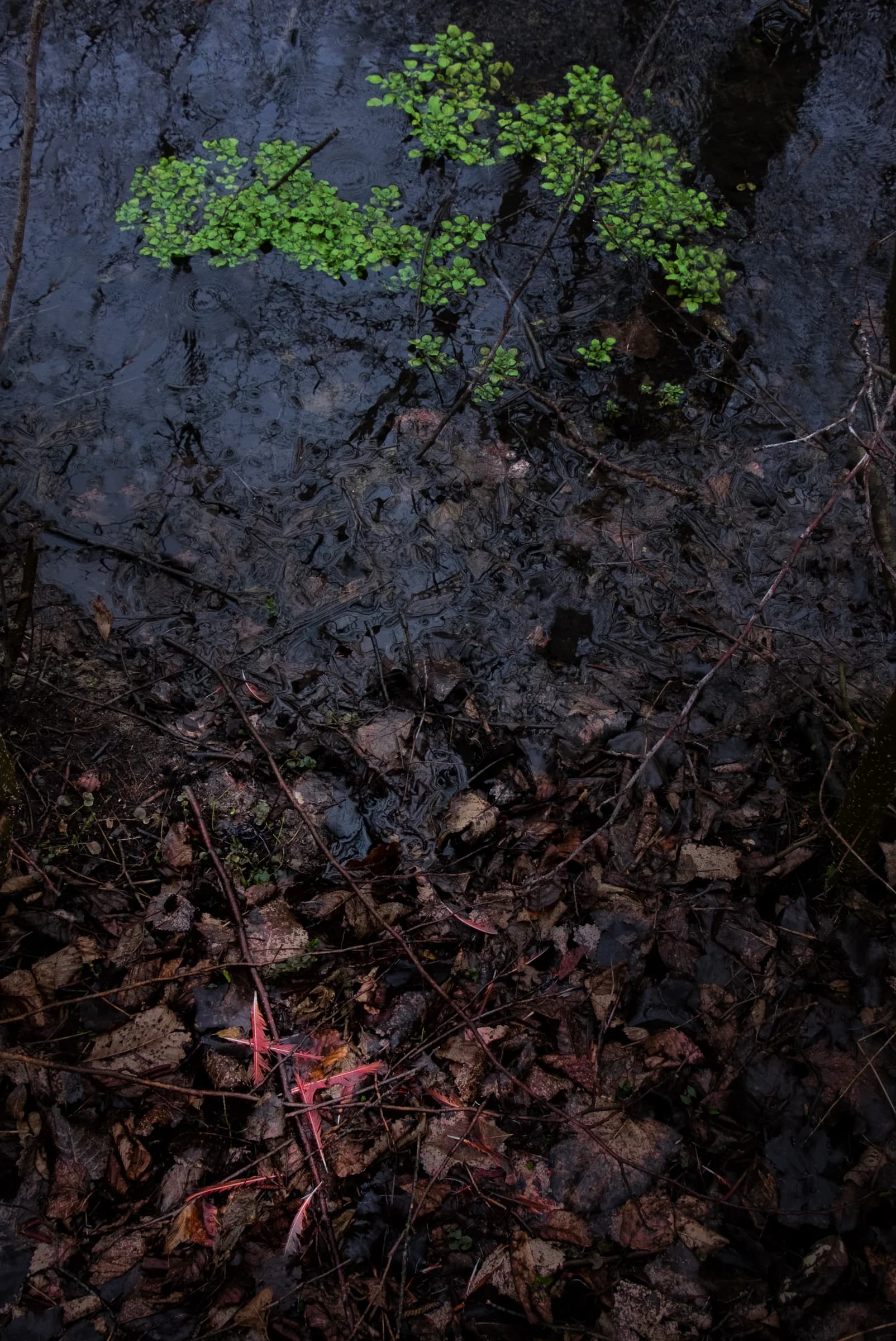 Red Feathers, Ox Bow County Park