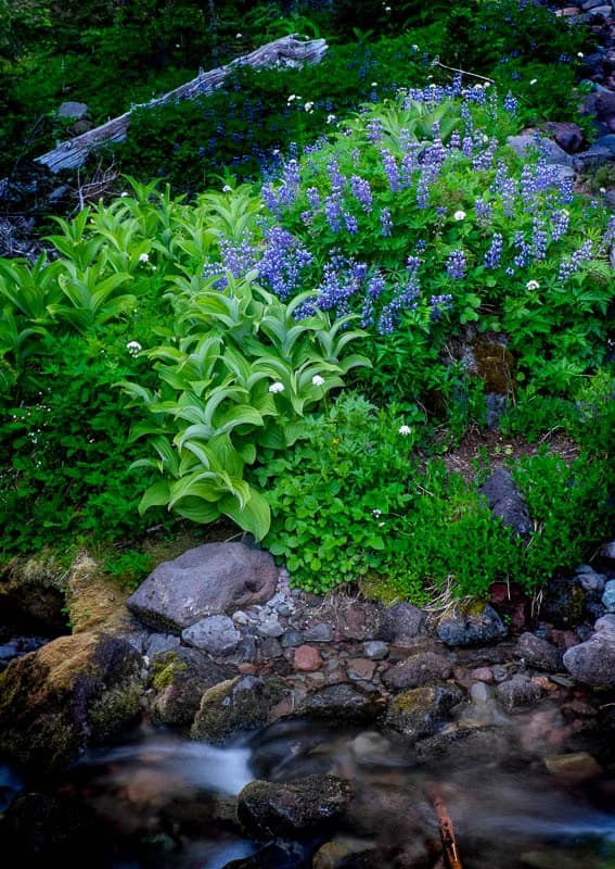 Great 48 T-minus 2 Days | Elkhart to Seattle to Mt. Rainier National Park — 4