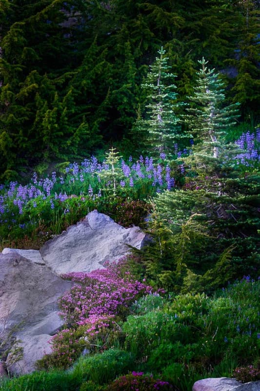 Great 48 T-minus 2 Days | Elkhart to Seattle to Mt. Rainier National Park — 3
