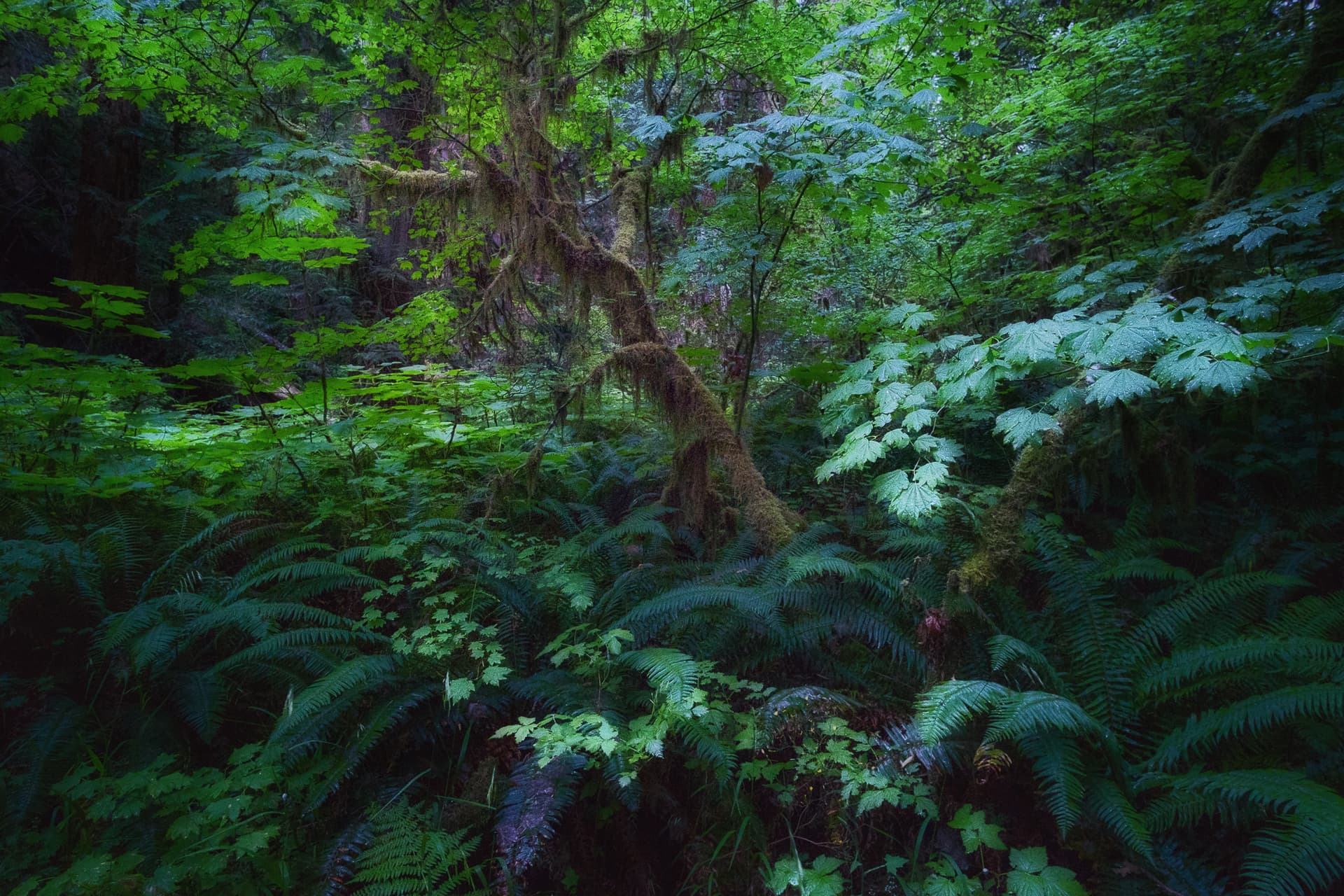 Olympic Peninsula